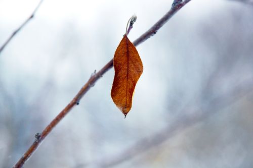 Free Detailed shot of a dry leaf hanging from a branch with a blurred wintery background. Stock Photo