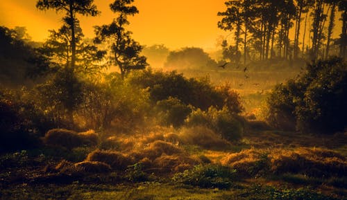 Birds in Forest