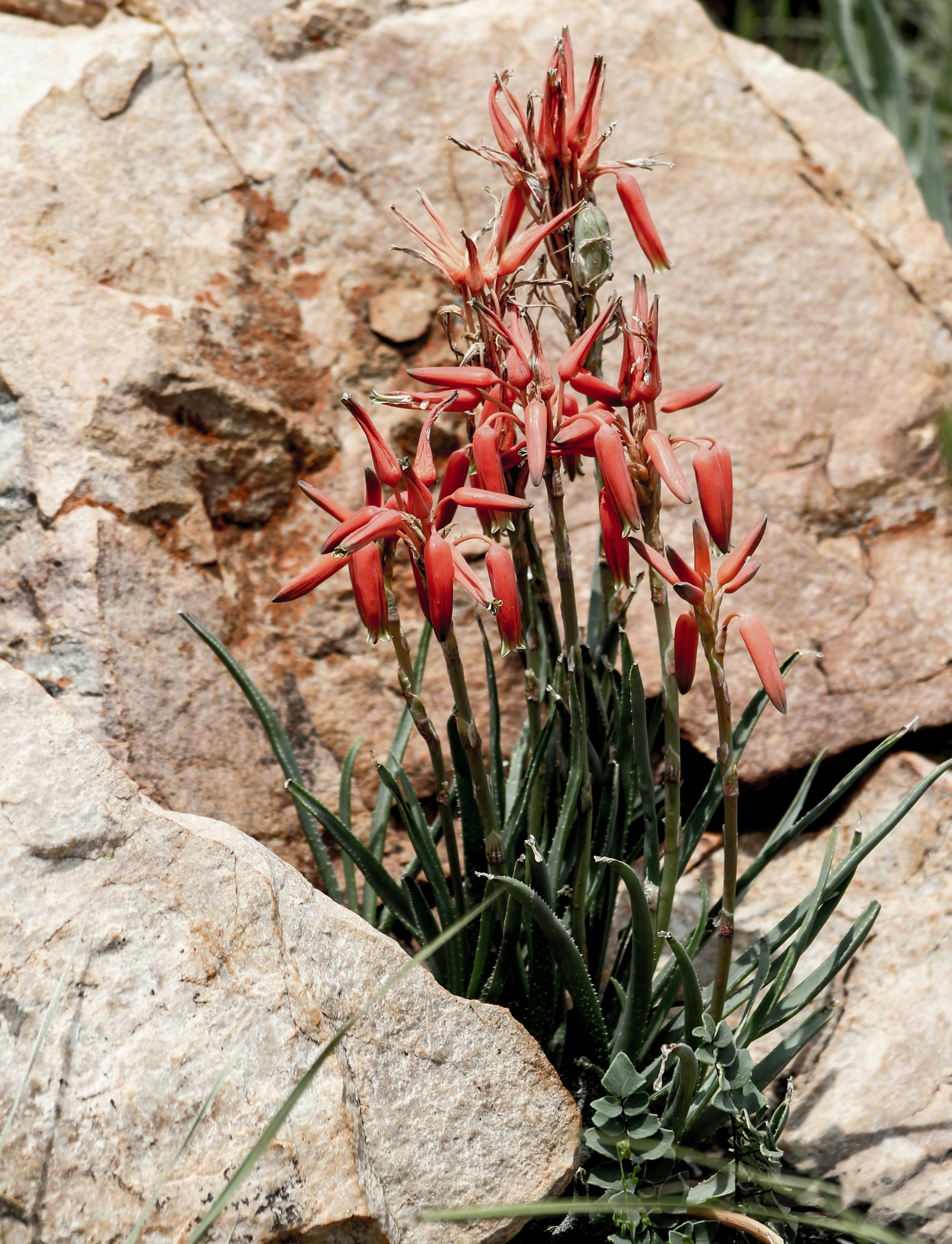 Vivid red flowers bloom against a rocky background, showcasing resilience in a desert landscape.