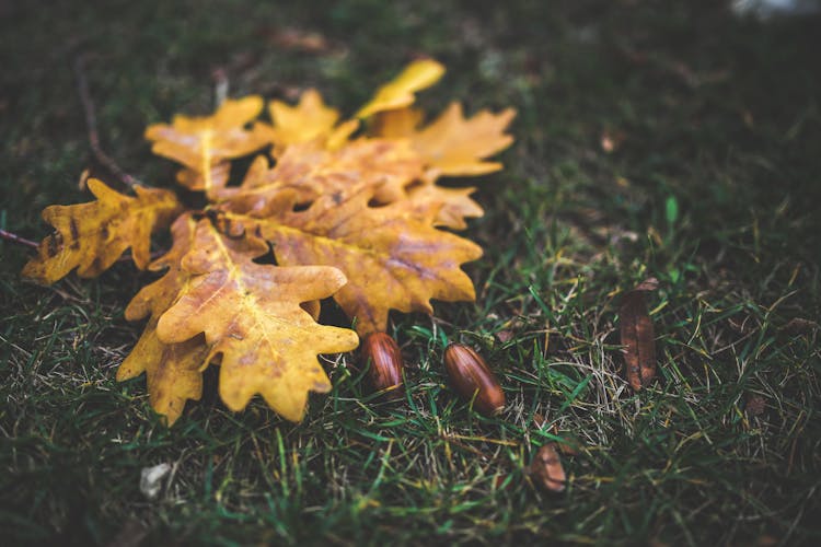 Oak Leaves And Acorns