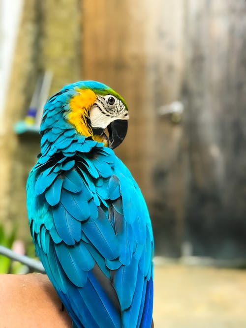 Close-Up Shot of a Macaw