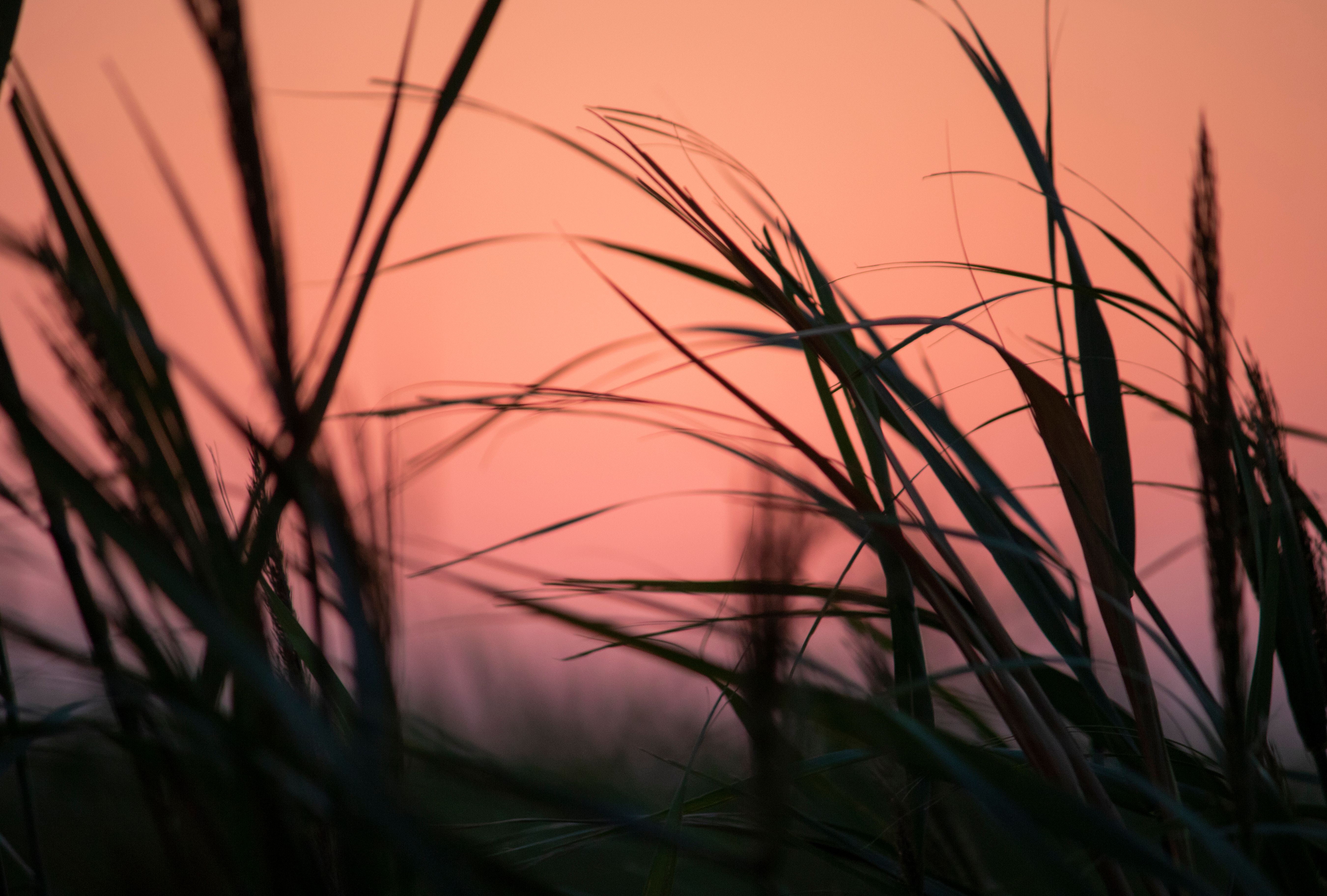 Silhouette of Grass during Sunset · Free Stock Photo