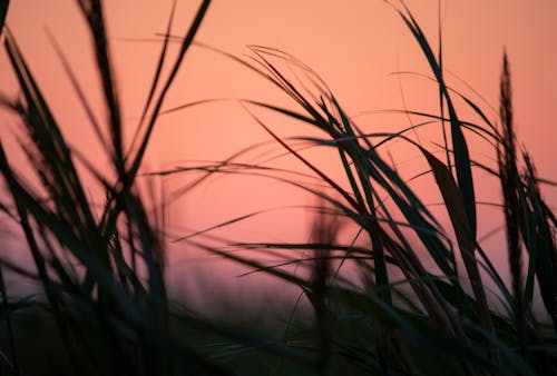 Kostnadsfria Kostnadsfri bild av gräs, gryning, närbild Stock foto