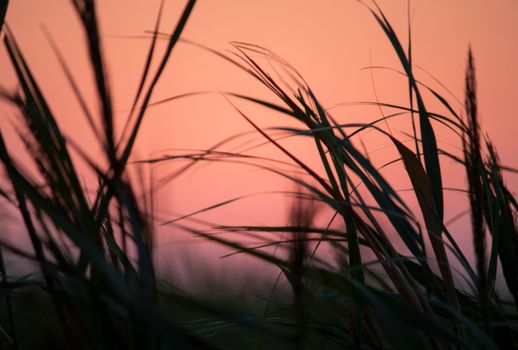 Peaceful sunset view through grass silhouettes in Hungary, creating a calming nature scene.
