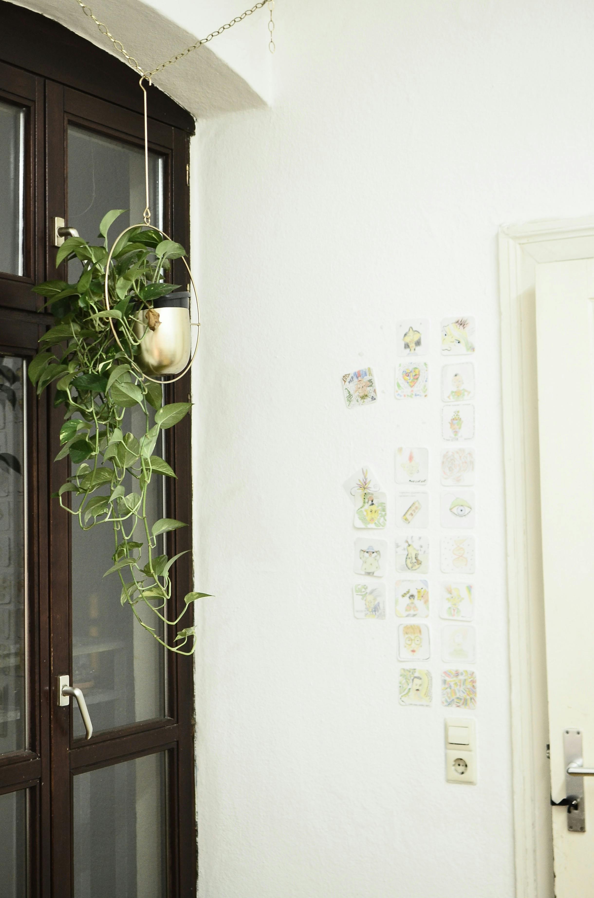 Potted green plant growing in pot and hanging on chain near window and door near wall decorated with pictures in room
