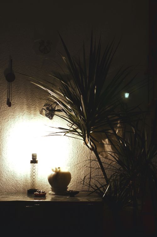 Free Interior of dark room with green dragon tree placed on table near empty vase and glowing lamp Stock Photo