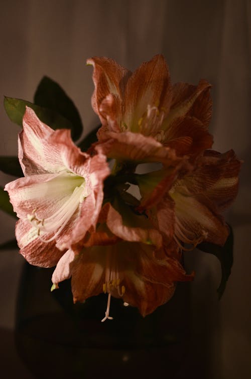 Colorful blooming amaryllis flower with green leaves placed in vase on table in dark room