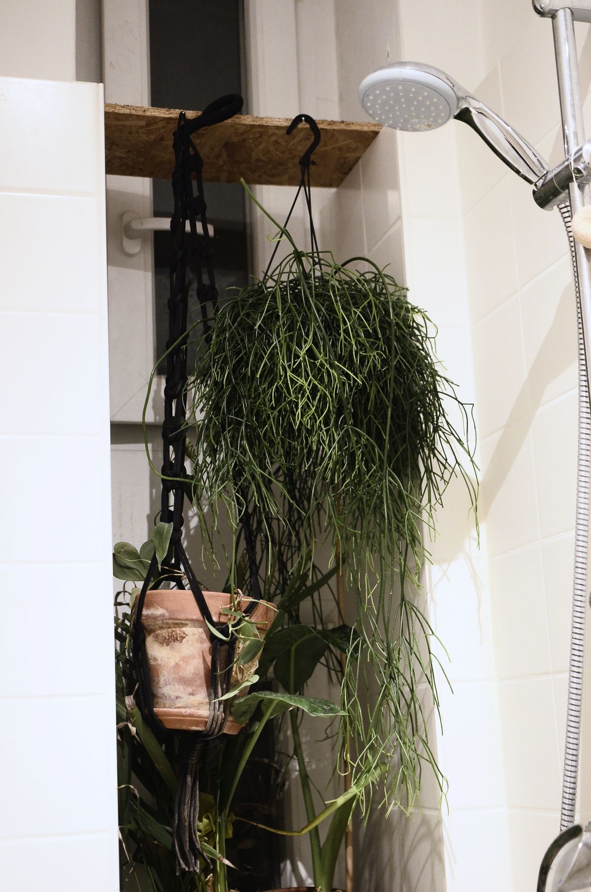 Green plant and rhipsalis cactus in pots hanging from wooden plank near shower in light modern bathroom with white tile