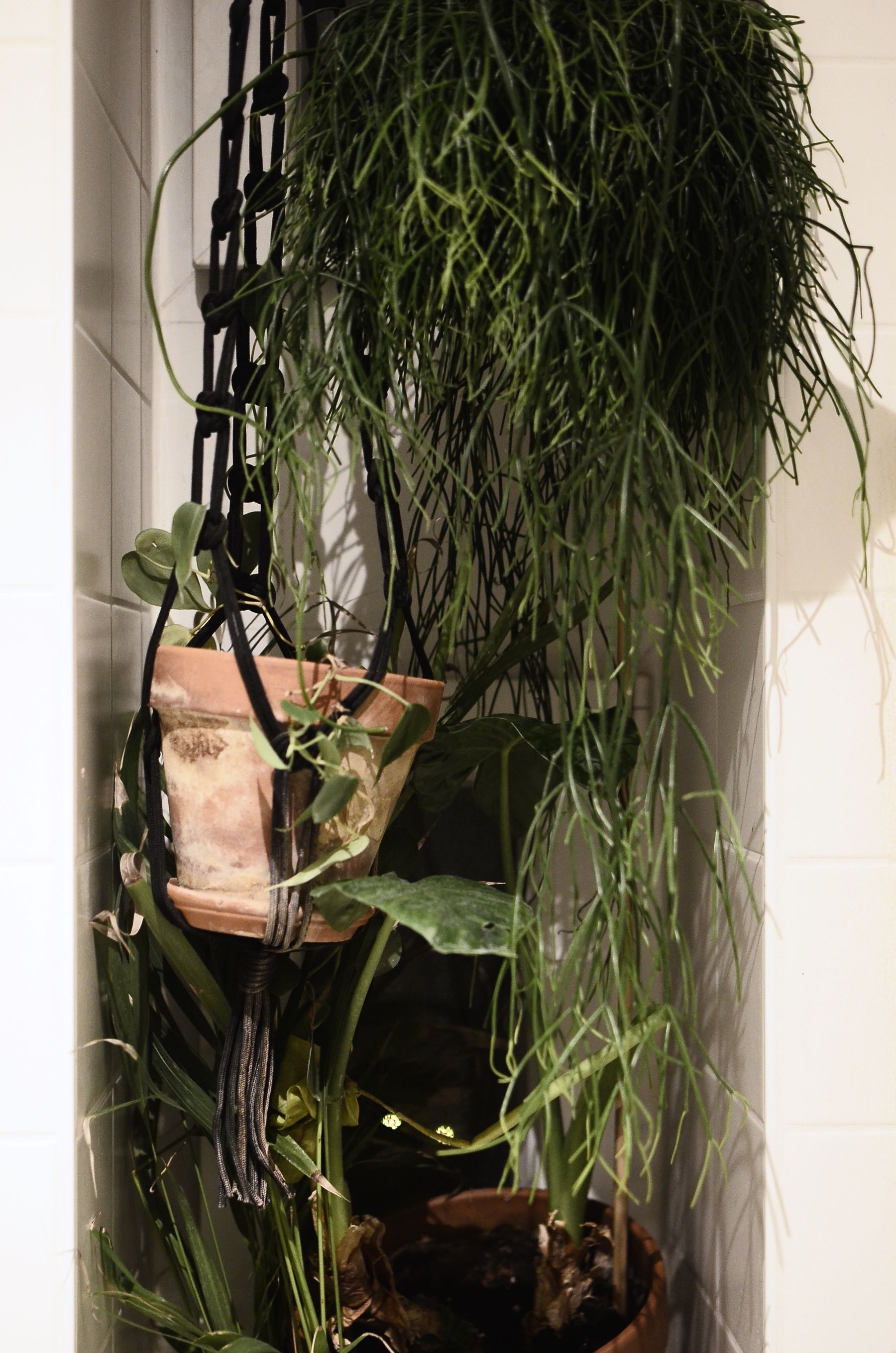 Bathroom corner with hanging greenery and plants in terracotta pots