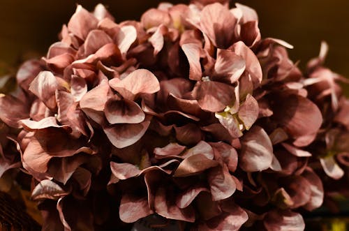 Closeup of blossoming Hortensia with tender petals of brown color and pleasant aroma
