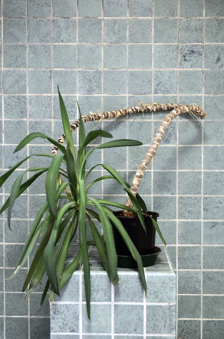 Small Yucca Tree In Pot Against Tiled Wall