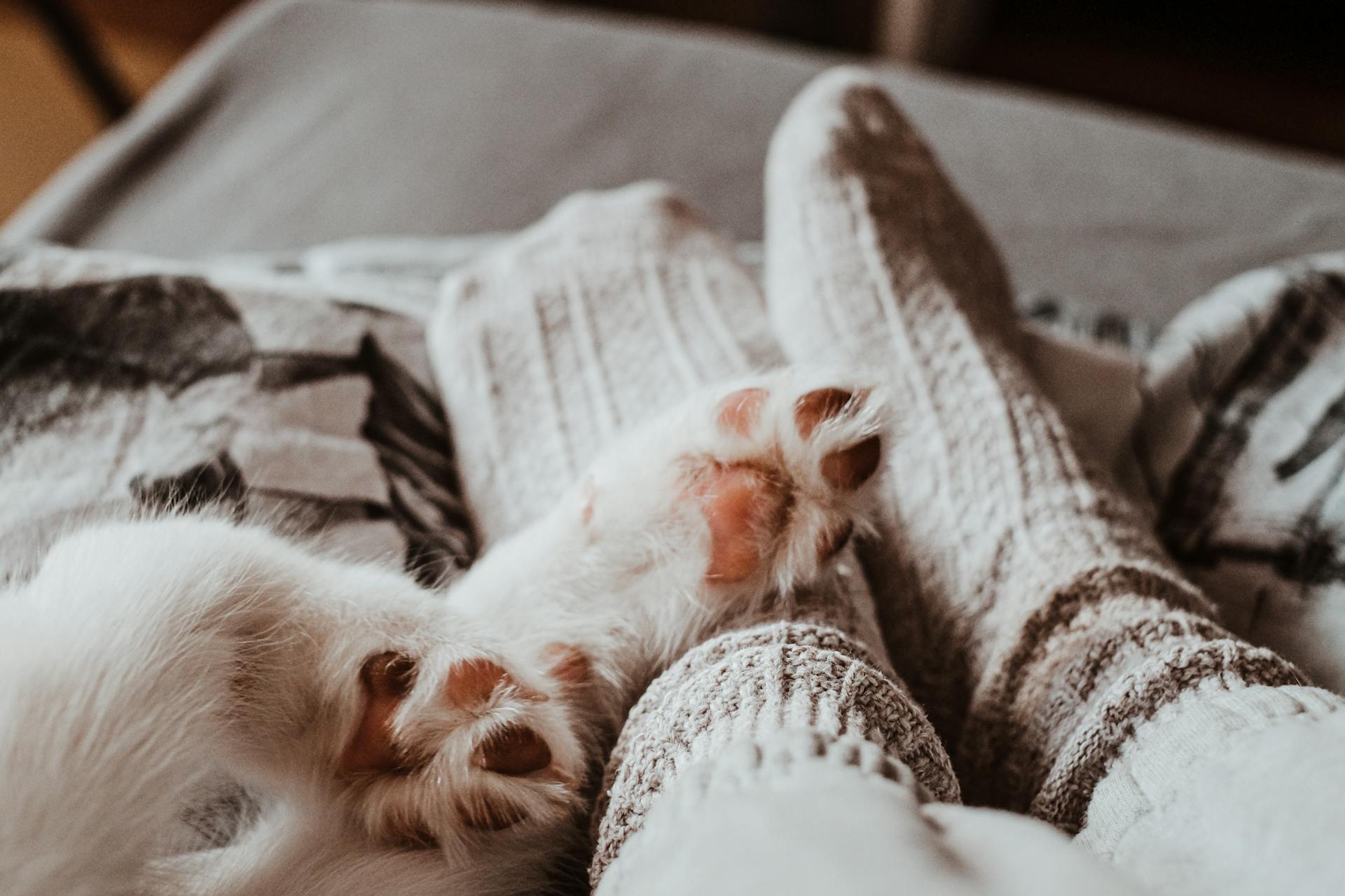 Warm and cozy scene of pet paws and feet in socks relaxing together indoors.