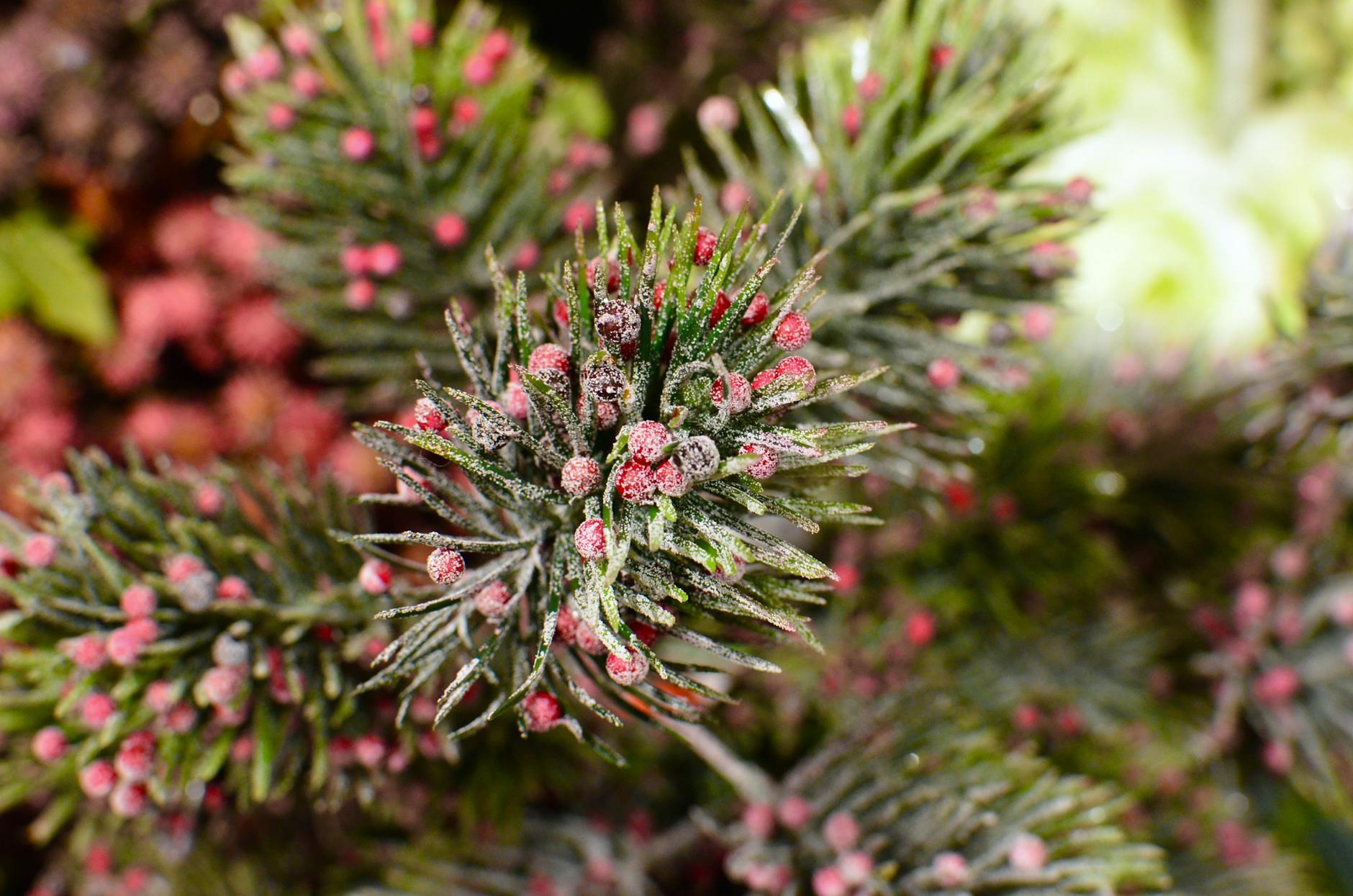 Textured background of coniferous tree branch with small red berries and long green needles