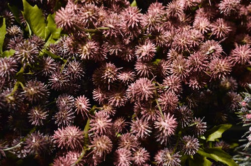 Fotobanka s bezplatnými fotkami na tému botanický, botanika, celý rám