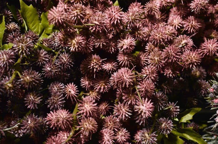 Backdrop Of Prickly Plants Growing In Garden