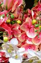 Decorative bright blooming orchids with wavy petals
