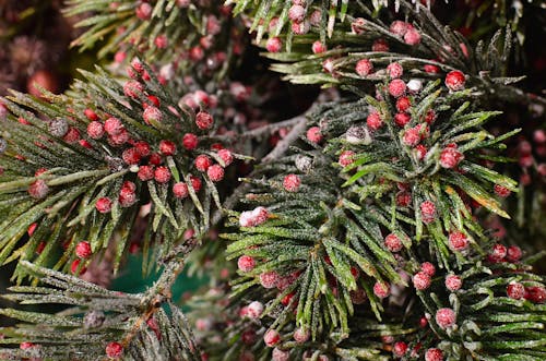Textured backdrop of evergreen tree twig with long needles and small poisonous berries in daylight