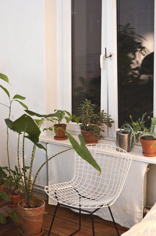 Metal chair between collection of tropical plants with thin stems and lush leaves growing in house