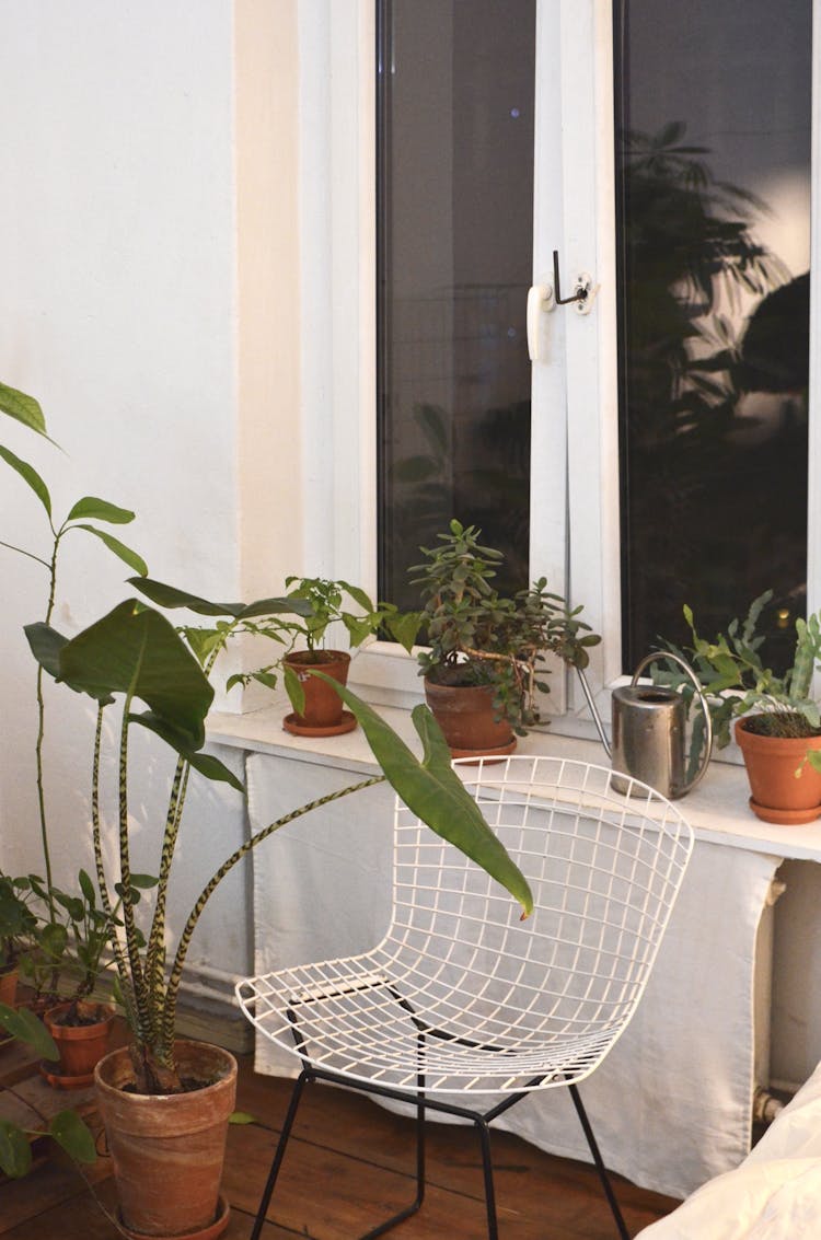 Alocasia Near Assorted Green Plants In Pots At Home