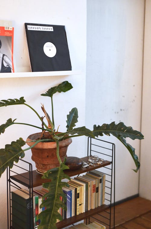 Green tropical plant with long leaves growing in pot under vinyl record on shelf in house room