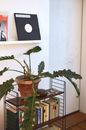 Green tropical plant with long leaves growing in pot under vinyl record on shelf in house room