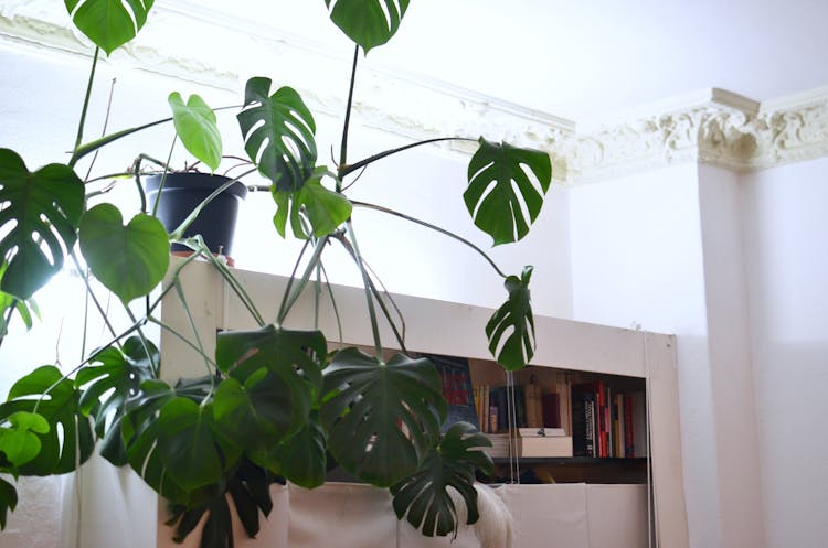 Monstera With Lush Green Leaves Growing At Home