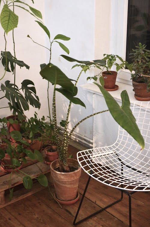 Metal chair between collection of potted green plants on floor and windowsill at home