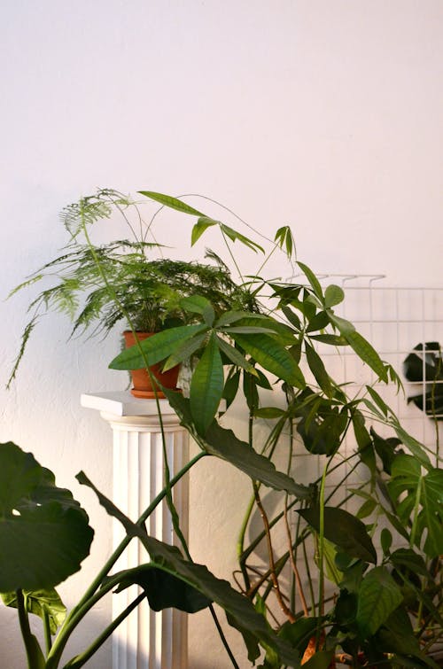 Assorted tropical plants in pots near house wall