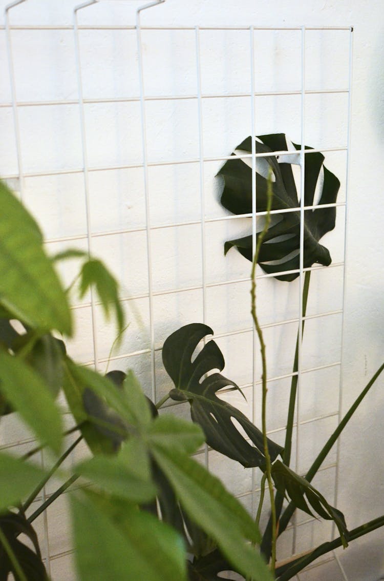 Monstera Near Green Plant In House Room