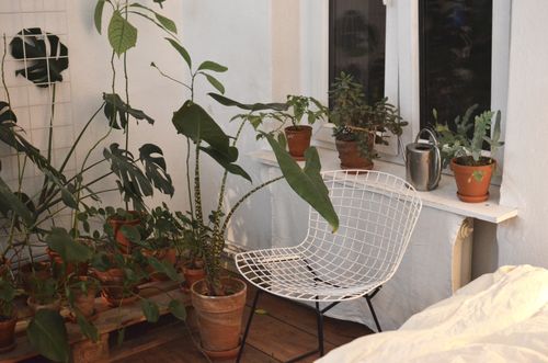Free Alocasia near Monstera and different green plants in pots in house room with metal chair Stock Photo