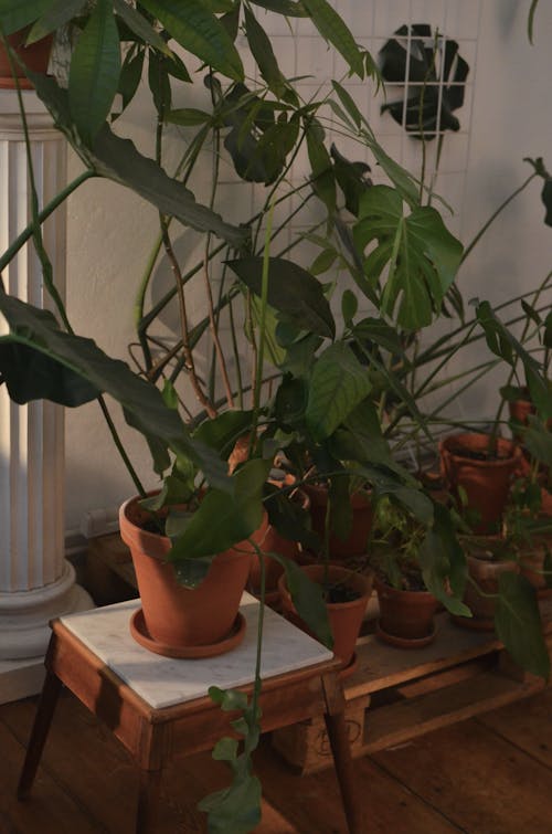 Pots with different tropical plants with thin stems and lush green foliage growing in house