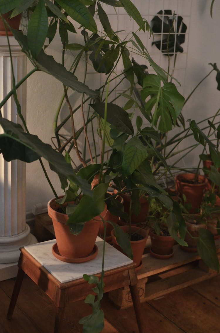 Philodendron And Assorted Exotic Plants At Home