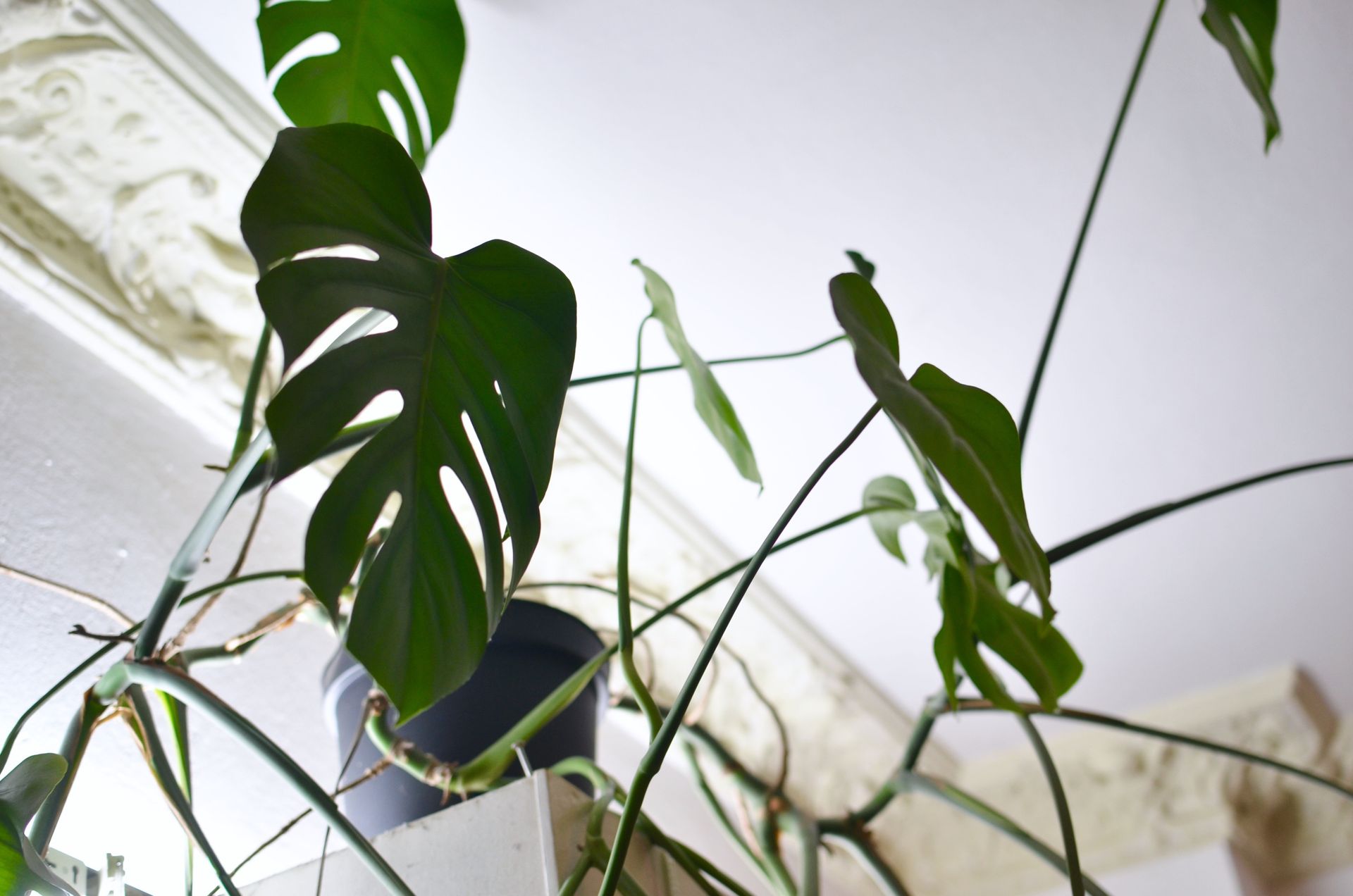Monstera with ornamental foliage growing at home
