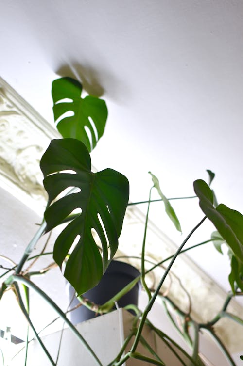 Low angle of Monstera with lush green leaves growing in pot under plinth with decoration at home