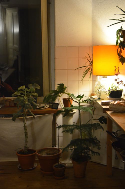 Free Different exotic plants with lush leaves growing in pots near shiny lamp at home in twilight Stock Photo