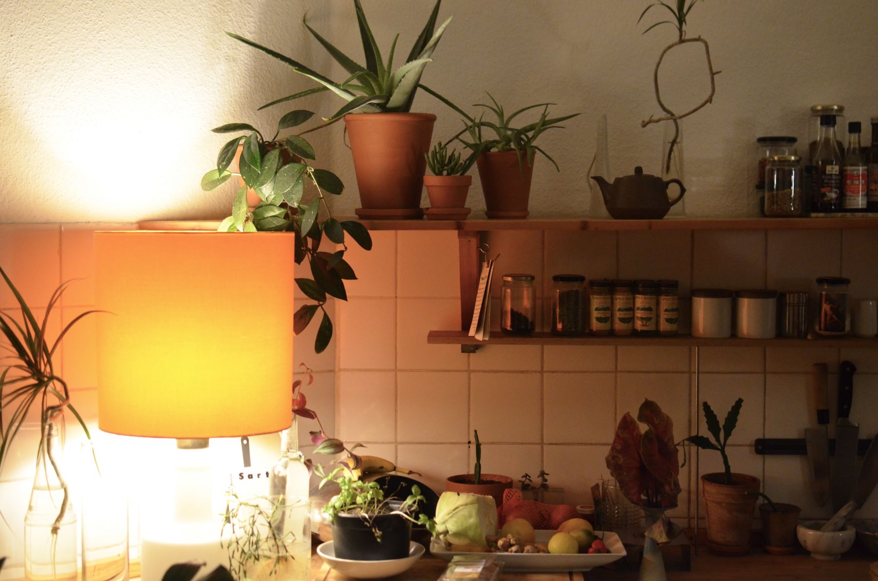 Terracotta pots and trailing plants on wooden kitchen shelves beside a shaded lamp