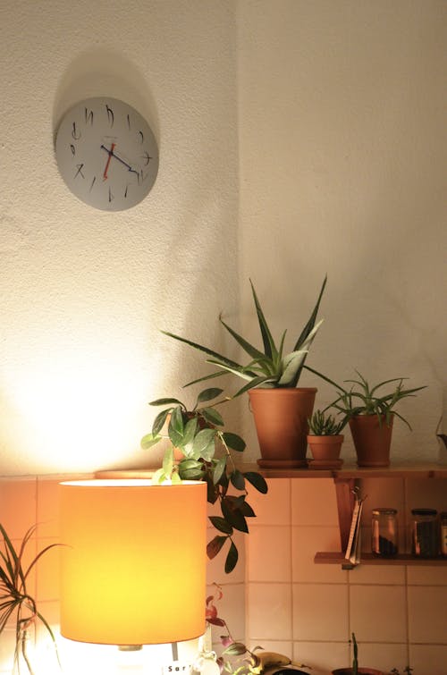 Assorted tropical plants growing in pots near shiny lamp and wall with clock in kitchen at home