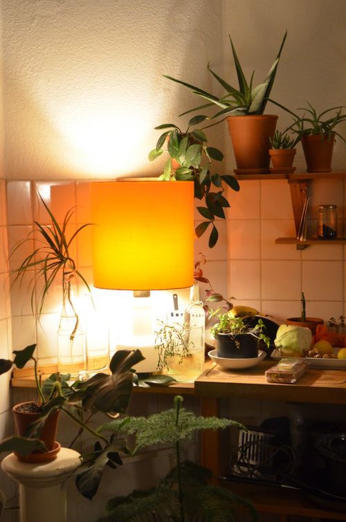 Free Various potted plants near fresh ingredients and bright lamp illuminating kitchen at home in twilight Stock Photo