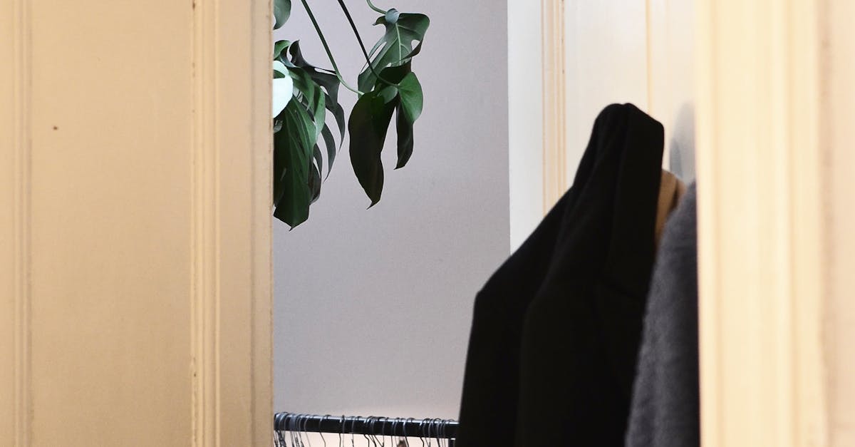 Wardrobe with many clothes on metal hangers and monstera with verdant fresh leaves