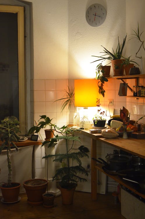 Comfortable kitchen with many verdant plants in pots and kitchenware in dim light of lamp on wall