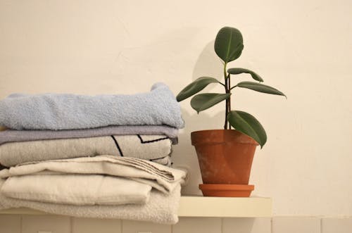 Potted green ficus arranged with stack of towels