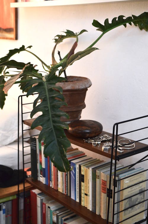 Potted plant placed on shelf above books in room