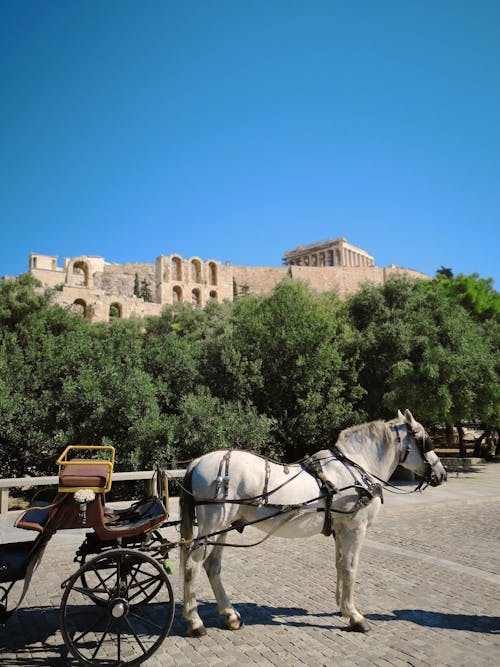 Ilmainen kuvapankkikuva tunnisteilla akropoli, Ateena, hevonen