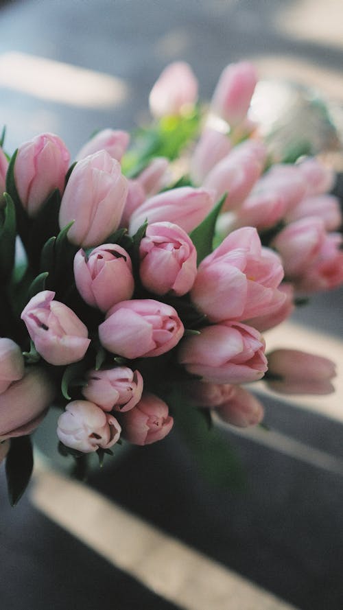 Free Close-Up Shot of Pink Tulips in Bloom Stock Photo