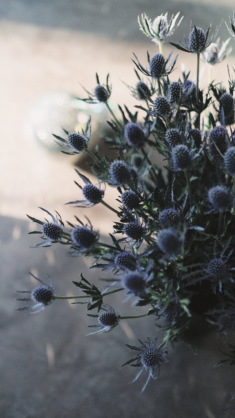 Close-up Of A Sea Holly Plant 