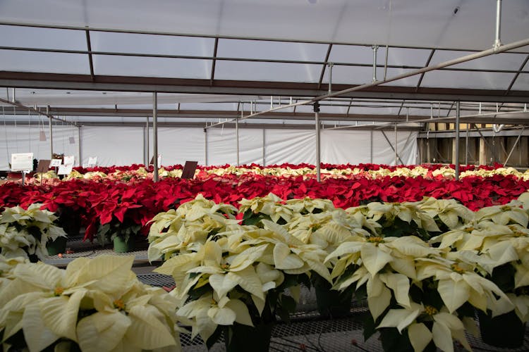 Flowers Growing In Pots In Greenhouse