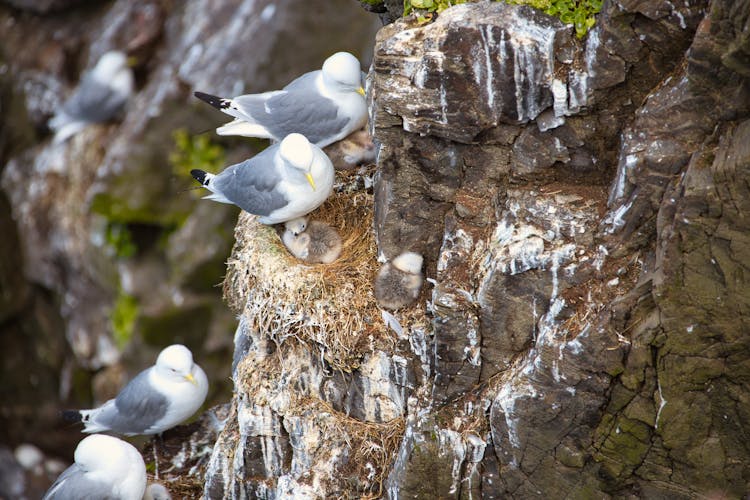 Seagulls Nesting Their Chicks