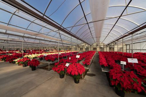 Free A greenhouse in North Carolina displays a vibrant assortment of red and white poinsettias. Stock Photo