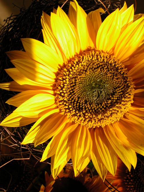 Free stock photo of sunflower