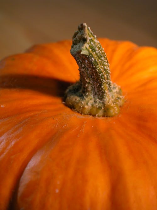 Free stock photo of halloween, pumpkin
